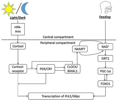 At the Interface of Lifestyle, Behavior, and Circadian Rhythms: Metabolic Implications